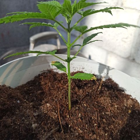 Blue Dream growlog timeline photo