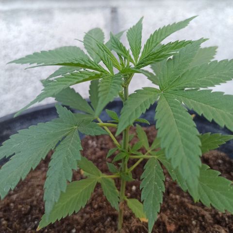 Blue Dream growlog timeline photo