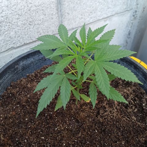 Blue Dream growlog timeline photo