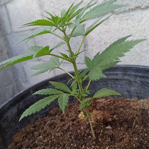 Blue Dream growlog timeline photo
