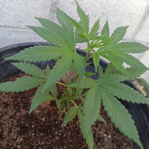 Blue Dream growlog timeline photo