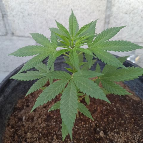 Blue Dream growlog timeline photo