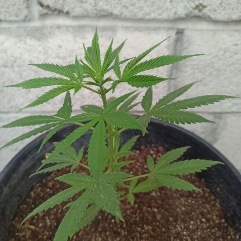 Blue Dream growlog photo: 24 cm