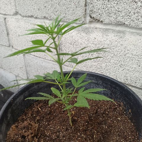 Blue Dream growlog photo: 24 cm