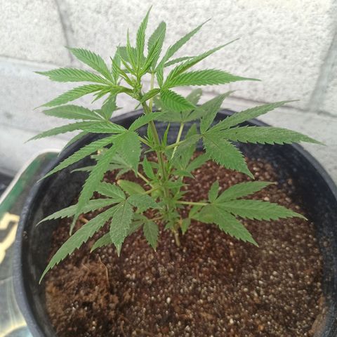 Blue Dream growlog photo: 24 cm
