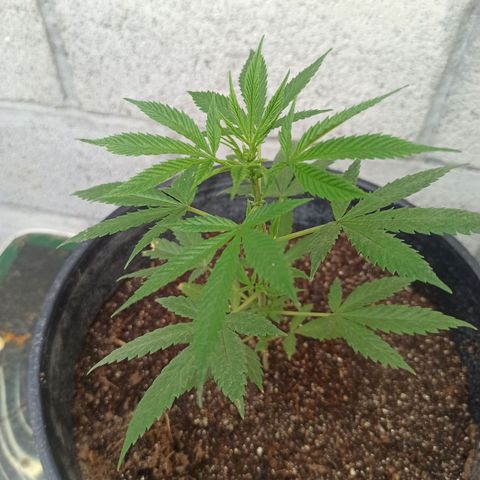 Blue Dream growlog photo: 24 cm