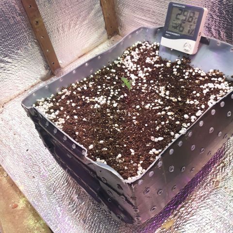Genética desconhecida growlog timeline photo