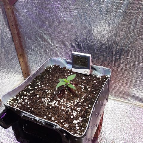 Genética desconhecida growlog timeline photo
