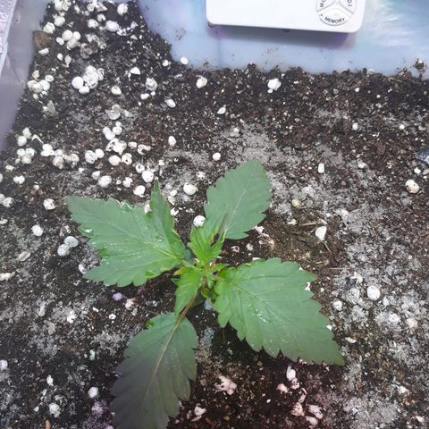 Genética desconhecida growlog timeline photo