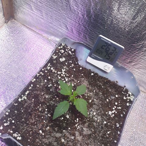 Genética desconhecida growlog timeline photo