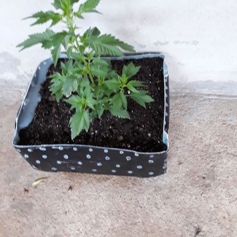 Genética desconhecida growlog timeline photo