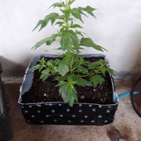 Genética desconhecida growlog timeline photo