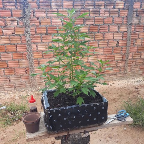 Genética desconhecida growlog photo: 55cm
