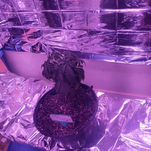 purp 💜  growlog photo: slightly bigger pot