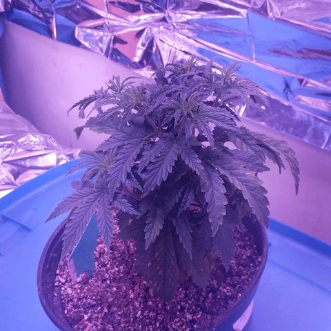 purp 💜  growlog photo: not wilting anymore, recovered so nicely from transplant. lots of little leaves, lots of new growth