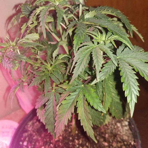 purp 💜  growlog timeline photo