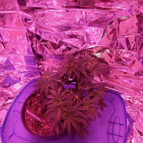 purp 💜  growlog timeline photo