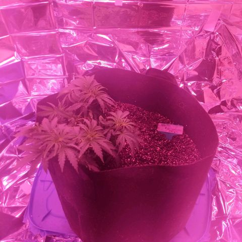 purp 💜  growlog photo: transplanted into 7gal fabric pot. kind of crooked though 