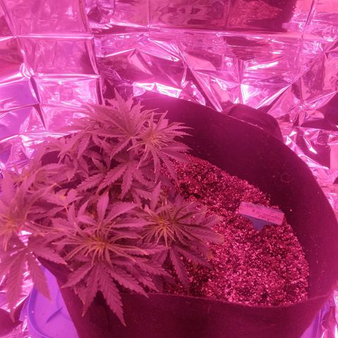 purp 💜  growlog photo: 8 colas
survived transplant 😊🌿