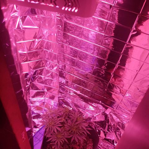 purp 💜  growlog photo: loving the 7 gal pot