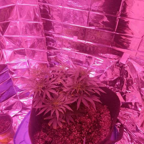 purp 💜  growlog photo: some yellowing leaves towards bottom. defoliate in a few days