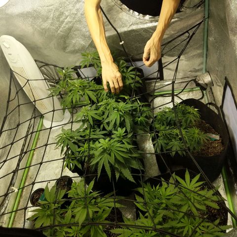 purp 💜  growlog photo: all the plants in tent. grandaddy purple moved out of closet 