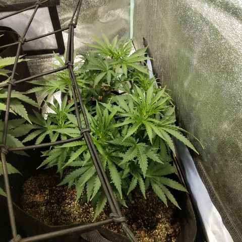 purp 💜  growlog photo: loving the new light 😊 all leaves I pruned grew back 