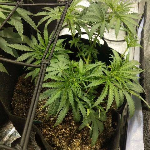 purp 💜  growlog photo: after pruning 