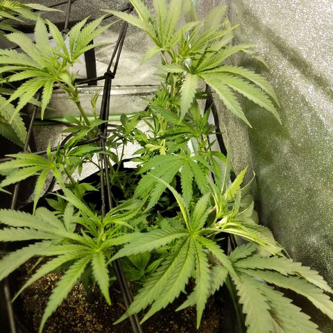 purp 💜  growlog photo: getting so much bigger!! so much vegetation 