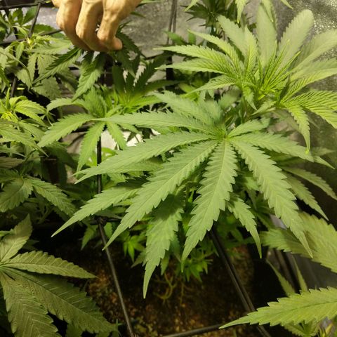 purp 💜  growlog photo: massive new growth 