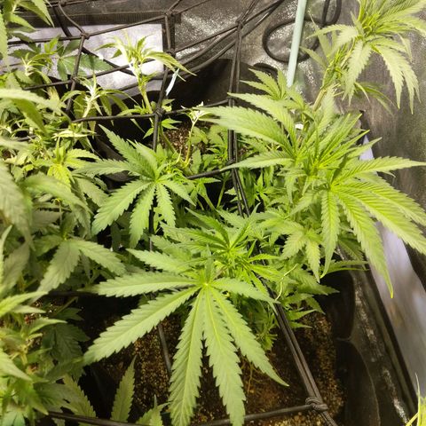 purp 💜  growlog photo: after defoliating 