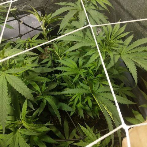 purp 💜  growlog timeline photo