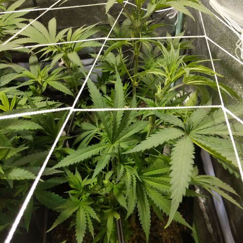 purp 💜  growlog photo: after a little trimming. also growing tons