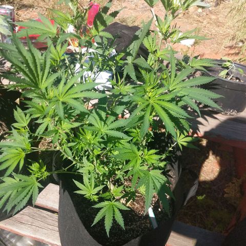 purp 💜  growlog photo: moved outside due to power outage 