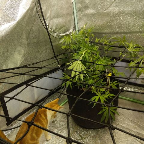 purp 💜  growlog photo: visited by boots