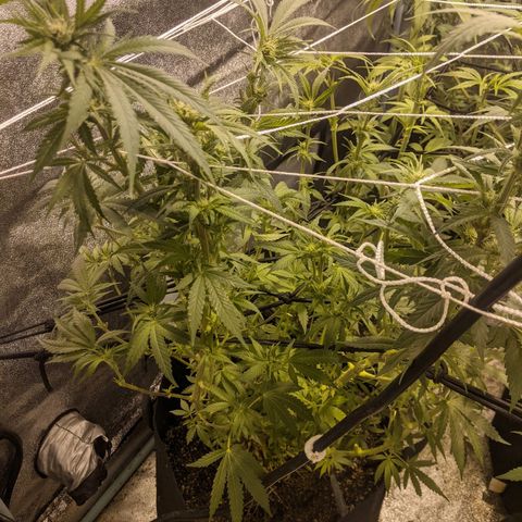 purp 💜  growlog timeline photo