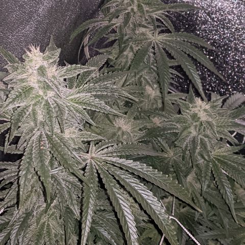 purp 💜  growlog photo: doing fine, has big buds & lots of trichomes. tall on one side & short on the other. 