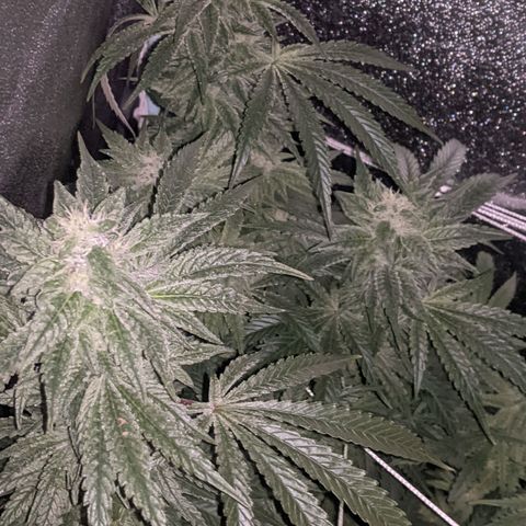 purp 💜  growlog timeline photo