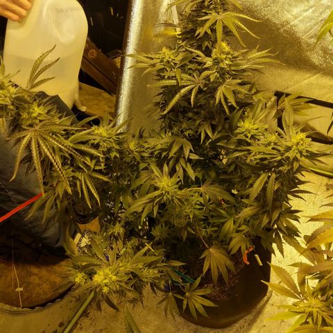 purp 💜  growlog photo: more room to grow