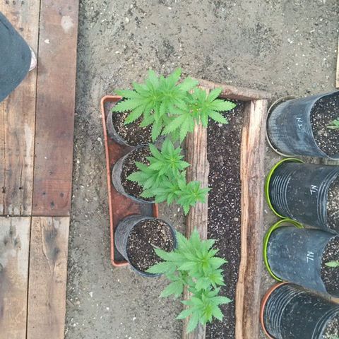 Pinneaple Larry-Jacky White-Orange Blossom  growlog timeline photo