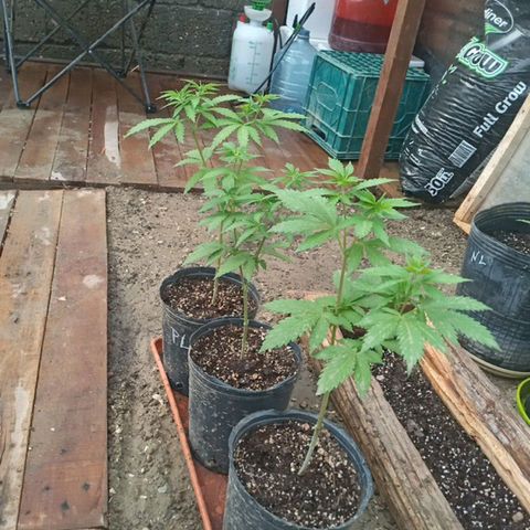 Pinneaple Larry-Jacky White-Orange Blossom  growlog timeline photo