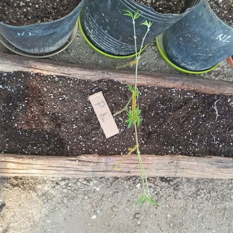 Pinneaple Larry-Jacky White-Orange Blossom  growlog timeline photo