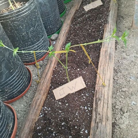 Pinneaple Larry-Jacky White-Orange Blossom  growlog timeline photo