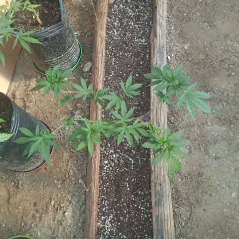Pinneaple Larry-Jacky White-Orange Blossom  growlog timeline photo