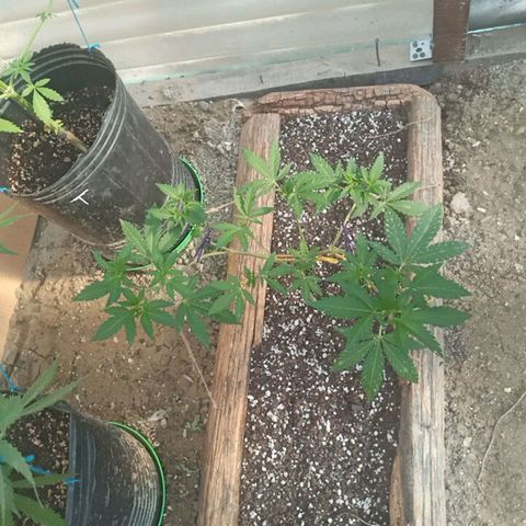 Pinneaple Larry-Jacky White-Orange Blossom  growlog timeline photo