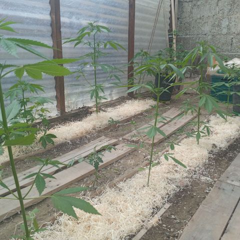 Las 9 valientas growlog timeline photo