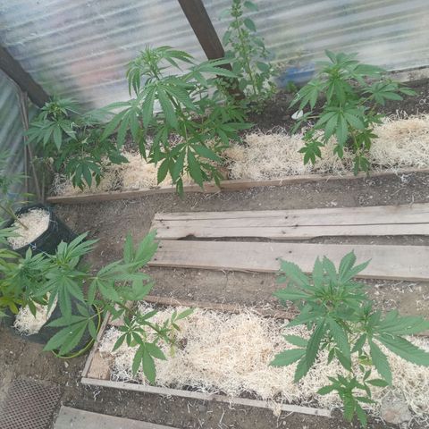 Las 9 valientas growlog timeline photo
