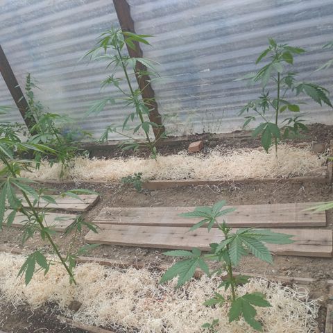 Las 9 valientas growlog timeline photo