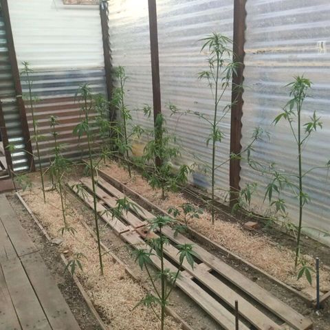 Las 9 valientas growlog timeline photo
