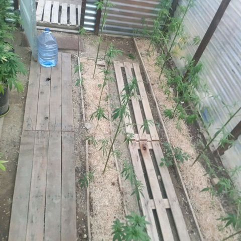 Las 9 valientas growlog timeline photo